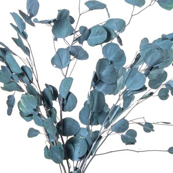 BOUQUET DE FEUILLES D'EUCALYPTUS BLEU NATUREL CONSERVÉES _70-80CM LL27444 4