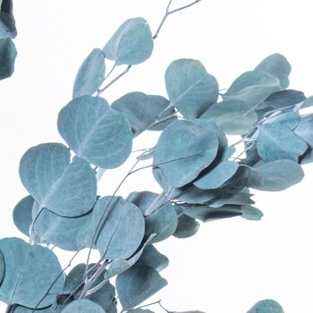 BOUQUET DE FEUILLES D'EUCALYPTUS BLEU NATUREL CONSERVÉES _70-80CM LL27444 5