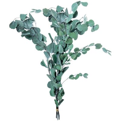 BOUQUET OF PRESERVED NATURAL GREEN EUCALYPTUS LEAVES _70-80CM LL27443