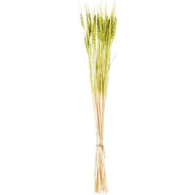 BOUQUET OF NATURAL GREEN WHEAT STICKS PRESERVED _70CM LL27496