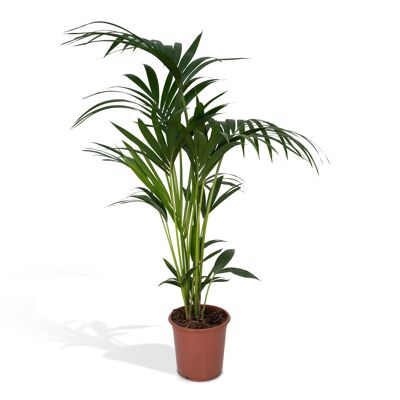 Howea Forsteriana - Kentia palm - Ø24cm - ↕120cm