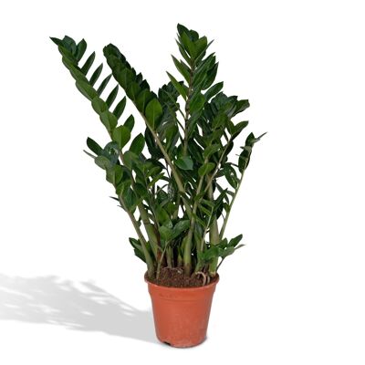 Zamioculcas Zamiifolia - Palma smeraldo - Ø21cm - ↕80cm