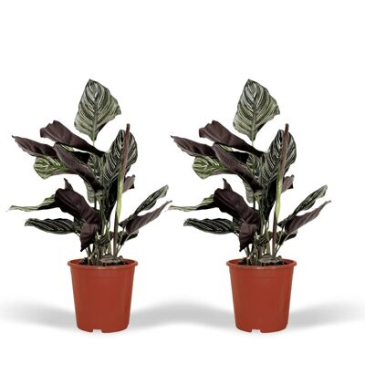 Calathea Ornata - Plante Paon - 2 pièces - ø14cm - ↕50cm