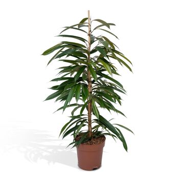 Ficus Amstel King - Figue pleureuse - ø21cm - ↕100cm 1