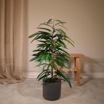 Ficus Amstel King - Figue pleureuse - ø21cm - ↕100cm 2