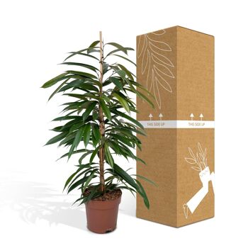 Ficus Amstel King - Figue pleureuse - ø21cm - ↕100cm 5