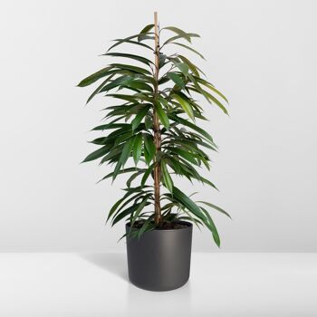 Ficus Amstel King - Figue pleureuse - ø21cm - ↕100cm 8