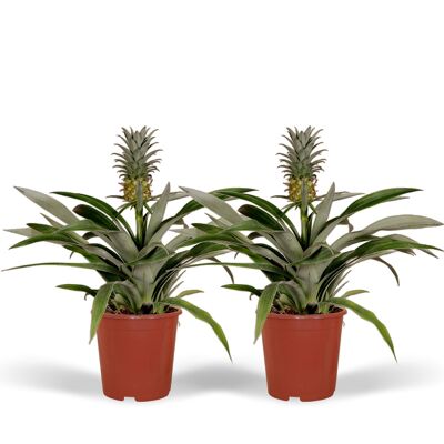 Bromelia - Pianta di ananas - 2 pezzi - ø12cm - ↕30cm