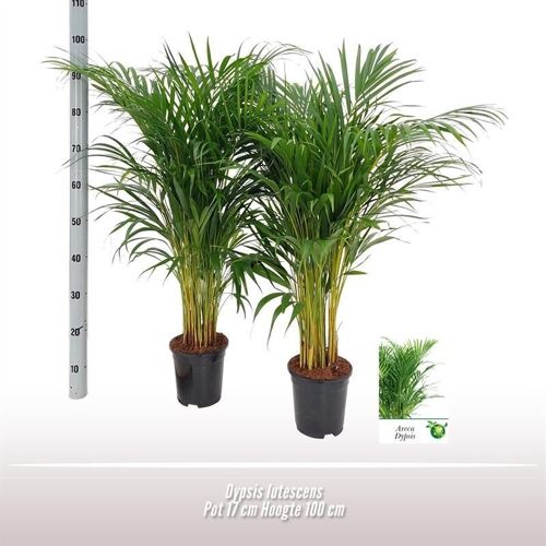 Dypsis Lutescens - Ø17cm - ↕100cm