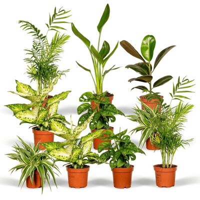 Scatola a sorpresa - 10 piante d'appartamento diverse - Ø12cm - ↕35cm