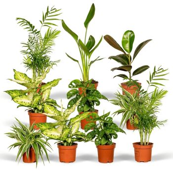 Coffret surprise - 10 plantes d'intérieur diverses - Ø12cm - ↕35cm 1