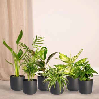 Coffret surprise - 10 plantes d'intérieur diverses - Ø12cm - ↕35cm 2