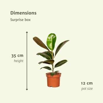 Coffret surprise - 10 plantes d'intérieur diverses - Ø12cm - ↕35cm 3