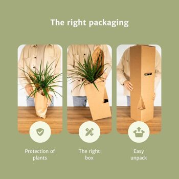 Coffret surprise - 10 plantes d'intérieur diverses - Ø12cm - ↕35cm 5