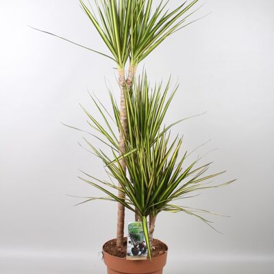 Dracaena marginata Rayon de Soleil - Ø21cm - ↕120cm