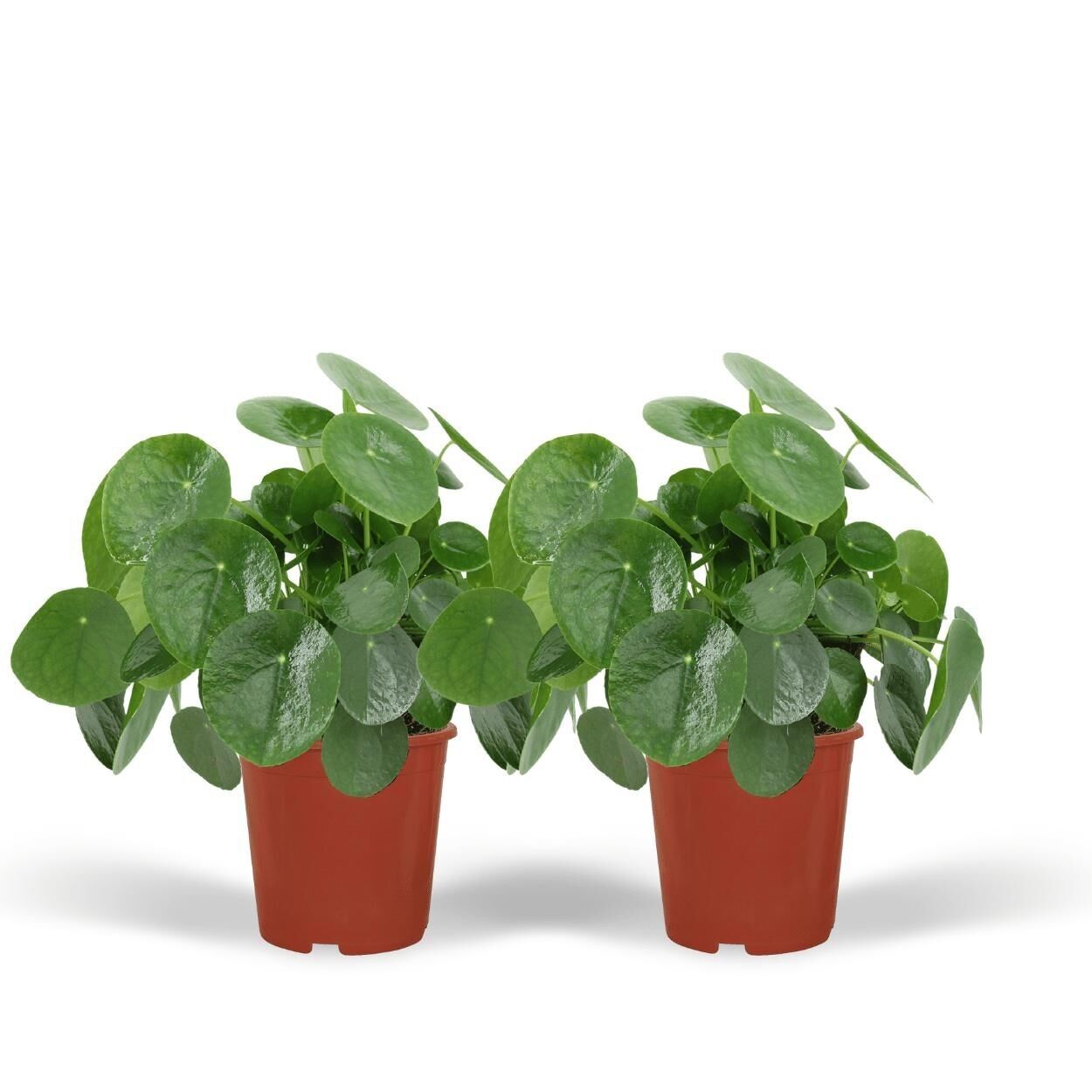 Pilea Peperomiodes - Pfannkuchenpflanze - 2 Stück - ø15cm - ↕25cm