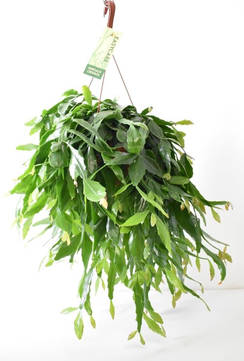 Rhipsalis Crispata - Ø21cm - ↕50cm