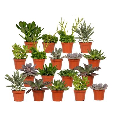 Everspring - Succulenten Mix - 18 stuks - ø8,5cm - ↕10cm