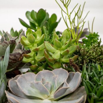 Everspring - Mélange succulent - 18 pièces - ø8,5cm - ↕10cm 3