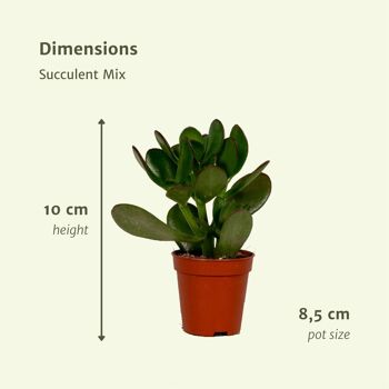 Everspring - Mélange succulent - 18 pièces - ø8,5cm - ↕10cm 4