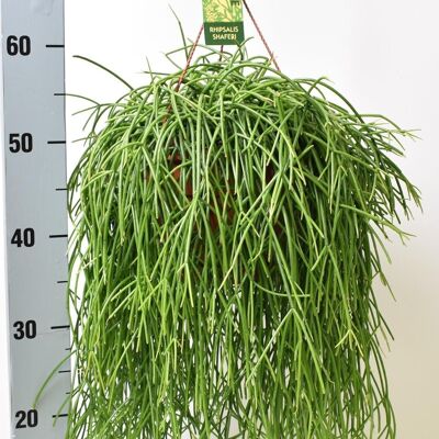 Rhipsalis Baccifera Shaferi - Ø21cm - ↕60cm