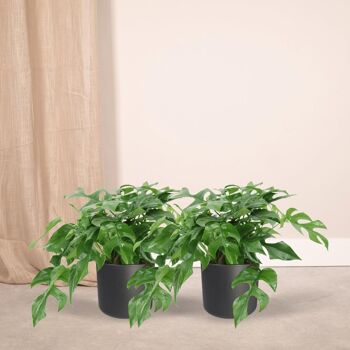 Monstera Minima - Plante en trou - 2 pièces - ø15cm - ↕25cm 2