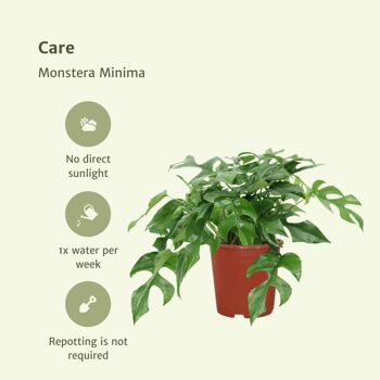 Monstera Minima - Plante en trou - 2 pièces - ø15cm - ↕25cm 5