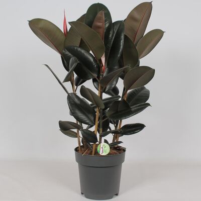 Ficus Abiyán - Ø27cm - ↕90cm