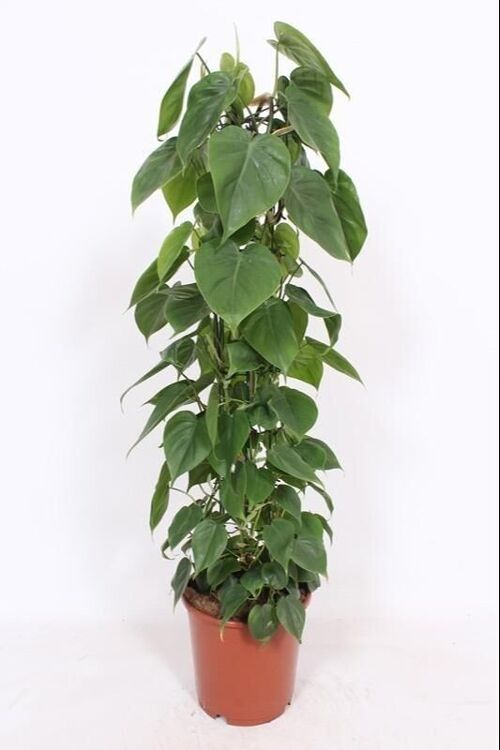 Philodendron Scandens - Ø24cm - ↕120cm