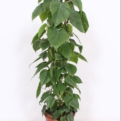 Philodendron Scandens - Ø24cm - ↕120cm