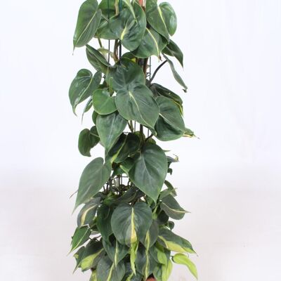 Philodendron Scandens Brasil - Ø24cm - ↕120cm