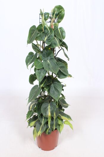 Philodendron Scandens Brésil - Ø24cm - ↕120cm