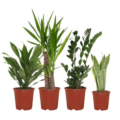Einfacher Pflanzkasten – 4 Zimmerpflanzen – Ø14–Ø17 cm – verschiedene Höhen