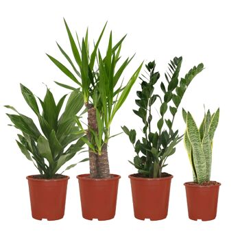 Bac à plantes Easy - 4 plantes d'intérieur - Ø14-Ø17cm - Différentes hauteurs 1