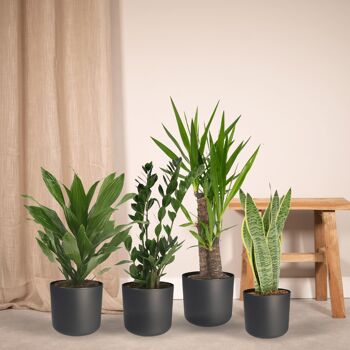 Bac à plantes Easy - 4 plantes d'intérieur - Ø14-Ø17cm - Différentes hauteurs 2