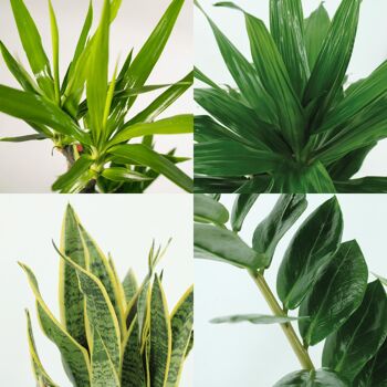 Bac à plantes Easy - 4 plantes d'intérieur - Ø14-Ø17cm - Différentes hauteurs 3