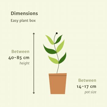 Bac à plantes Easy - 4 plantes d'intérieur - Ø14-Ø17cm - Différentes hauteurs 4