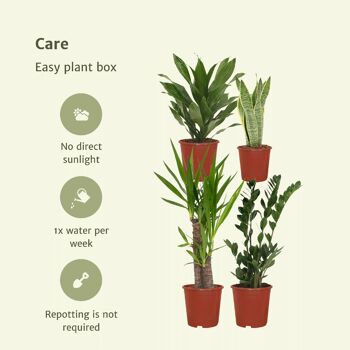 Bac à plantes Easy - 4 plantes d'intérieur - Ø14-Ø17cm - Différentes hauteurs 5
