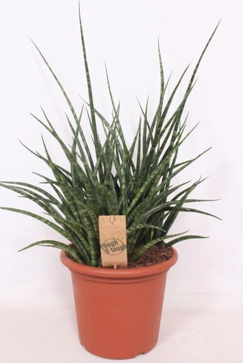 Sansevieria Fernwood Punk - Ø25cm - ↕60cm