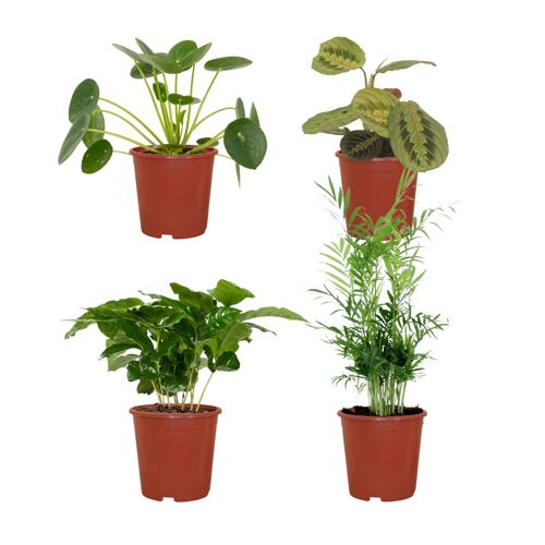 Diervriendelijke plantenbox - 4 kamerplanten - Ø12cm - Diverse hoogtes