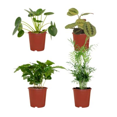 Jardinera para plantas respetuosa con los animales - 4 plantas de interior - Ø12cm - Varias alturas