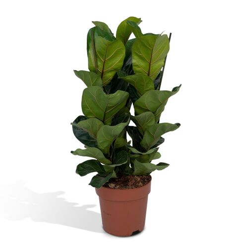 Ficus Lyrata - Tabaksplant - ø21cm - ↕80cm