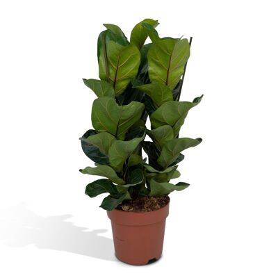 Ficus Lyrata - Planta de tabaco - ø21cm - ↕80cm