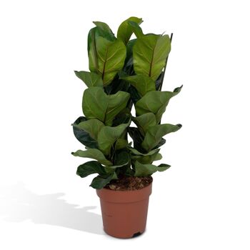 Ficus Lyrata - Plant de tabac - ø21cm - ↕80cm 1