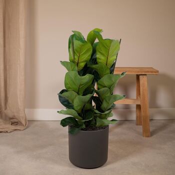 Ficus Lyrata - Plant de tabac - ø21cm - ↕80cm 2