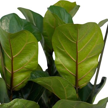 Ficus Lyrata - Plant de tabac - ø21cm - ↕80cm 3