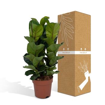 Ficus Lyrata - Plant de tabac - ø21cm - ↕80cm 5