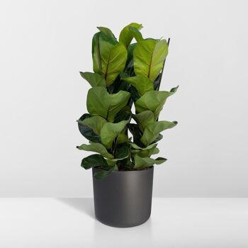 Ficus Lyrata - Plant de tabac - ø21cm - ↕80cm 8