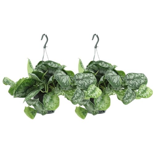 Scindapsus Pictus Trebie - Epipremnum - 2 stuks - ø15cm - ↕25cm