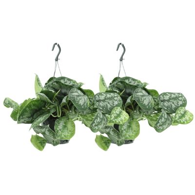 Scindapsus Pictus Trebie - Epipremnum - 2 pezzi - ø15cm - ↕25cm